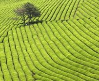 Ostasien, Korea und Japan: Von Morgenstille zu Morgenrte - Reiseterrassenfelder